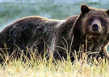 Farmer Injured in Bear Attack at Rawatpora, Khag