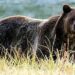 Farmer Injured in Bear Attack at Rawatpora, Khag