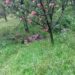 Terrorist Killed, Three Army Soldiers Including JCO Injured In Kulgam Gunfight