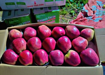NH restrictions threaten livelihoods of Kashmiri growers
