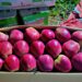 NH restrictions threaten livelihoods of Kashmiri growers