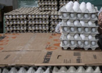 Closure of NH 44: Eggs sell at Rs 220 a tray, vegetables, fruits see sharp rise