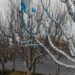 Security Forces Seize Pakistani Flag Balloons at Two North Kashmir Locations