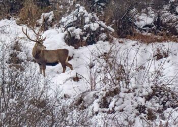 Hangul population shows steady growth at breeding centre in south Kashmir