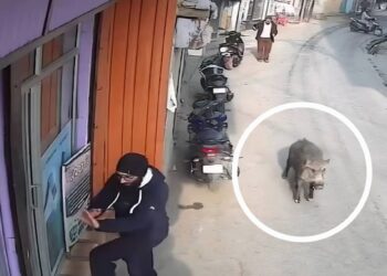 Suspected Wild Boar Attack Leaves 4 Injured in South Kashmir’s Tral