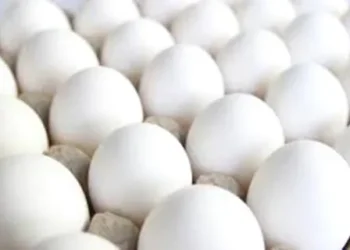 Egg samples in Srinagar found safe, meet food safety standards: Officials