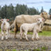 1.55 Lakh sheep transported to Kashmir in Ramadan