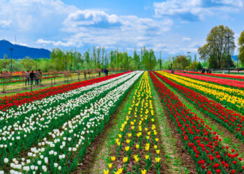 Asia’s largest Tulip Garden in Srinagar to open for visitors on March 16