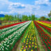 Asia’s largest Tulip Garden in Srinagar to open for visitors on March 16